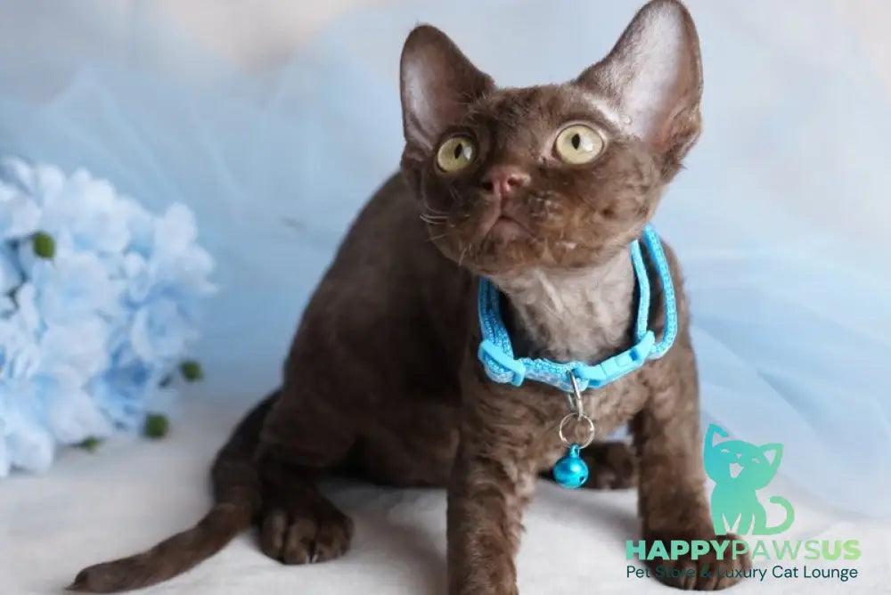 Makar Devon Rex male chocolate - live animals