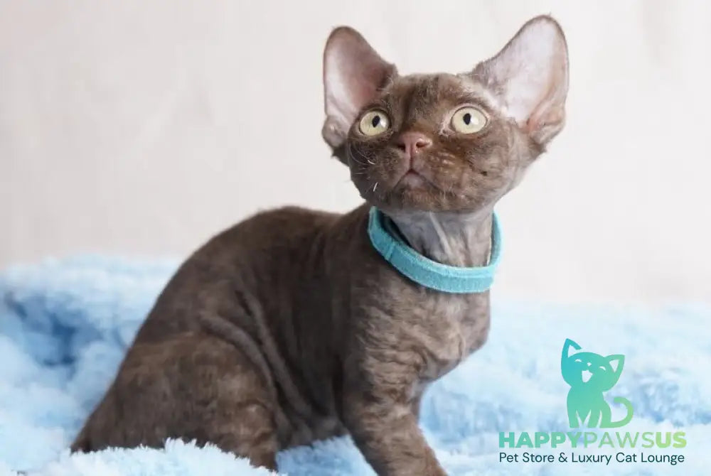 Makar Devon Rex male chocolate - live animals