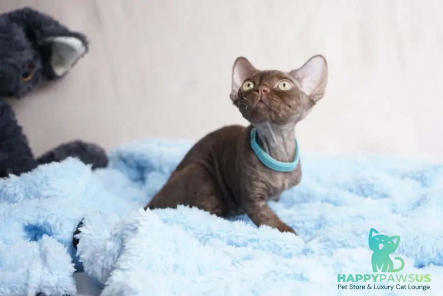 Makar Devon Rex male chocolate - live animals