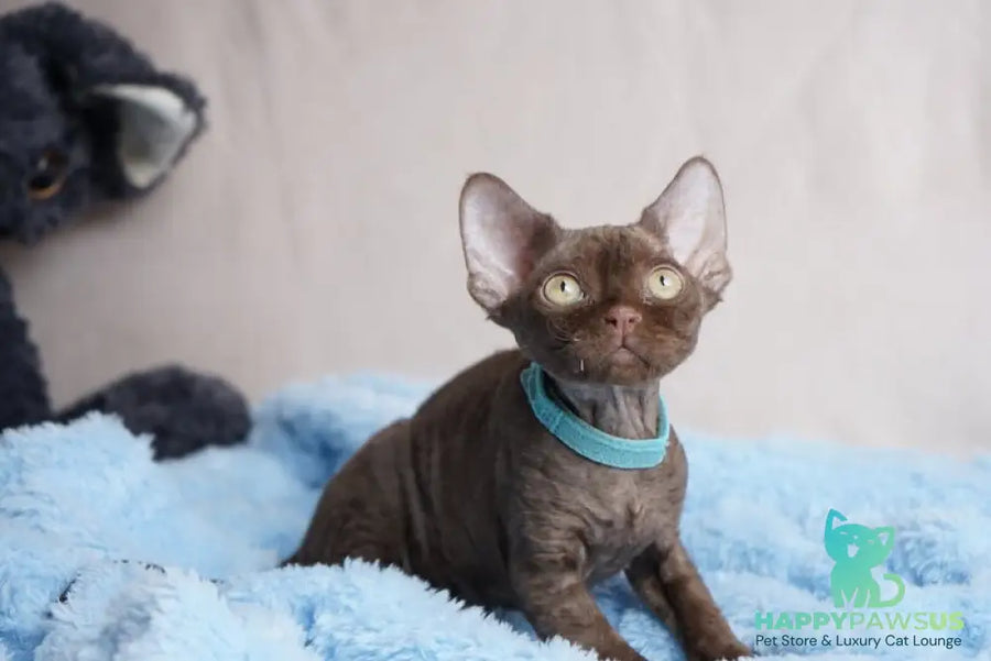 Makar Devon Rex male chocolate - live animals