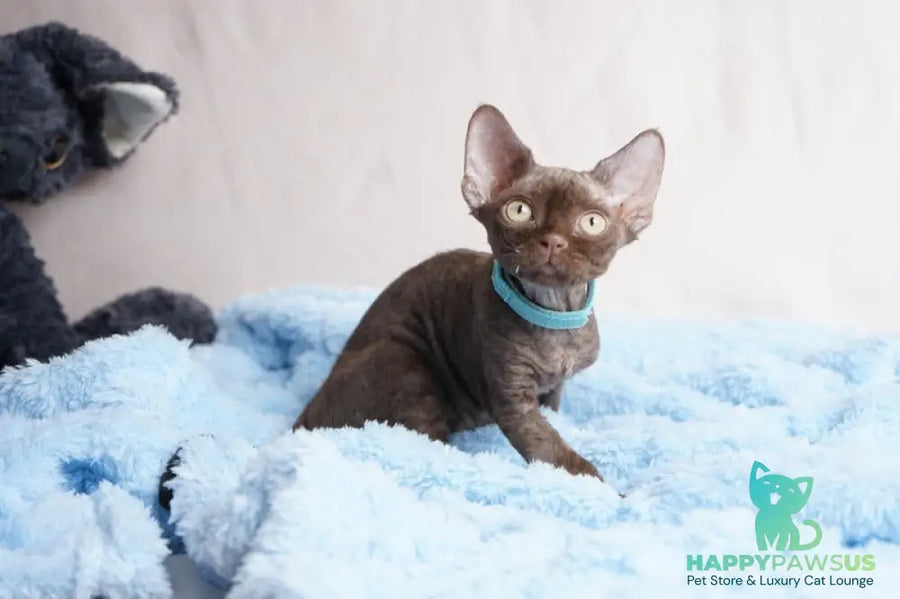 Makar Devon Rex male chocolate - live animals