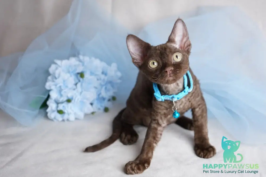Makar Devon Rex male chocolate - live animals