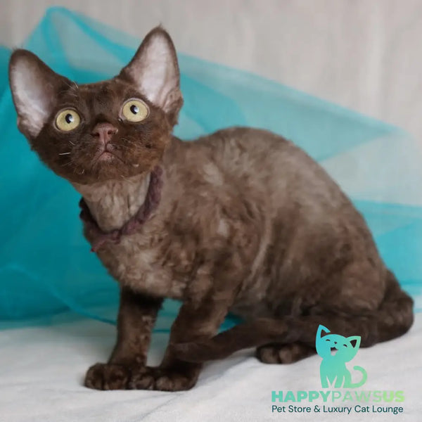 Makar Devon Rex male chocolate - live animals