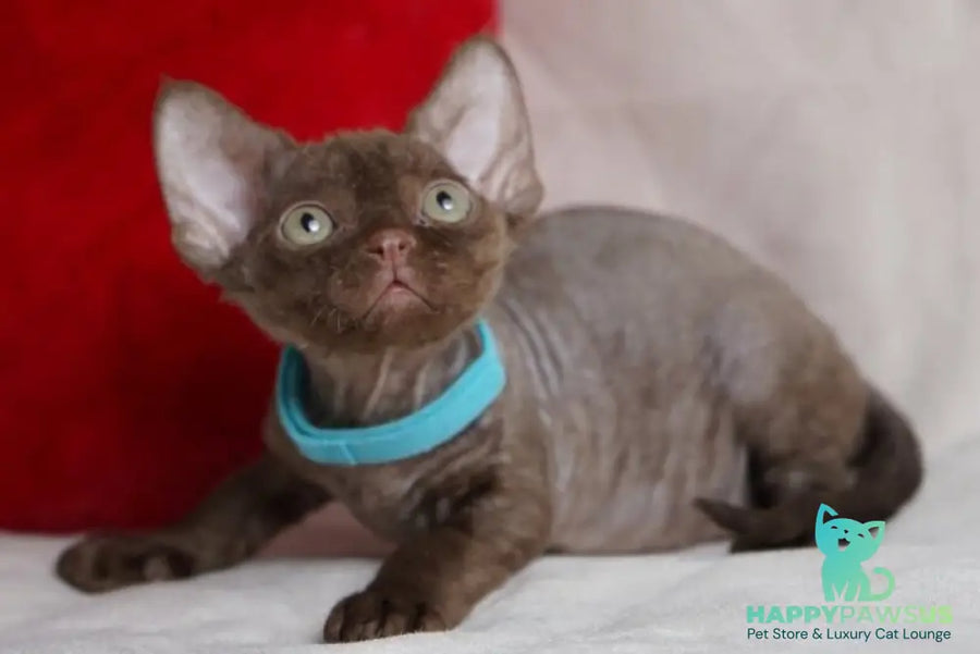 Makar Devon Rex male chocolate - live animals