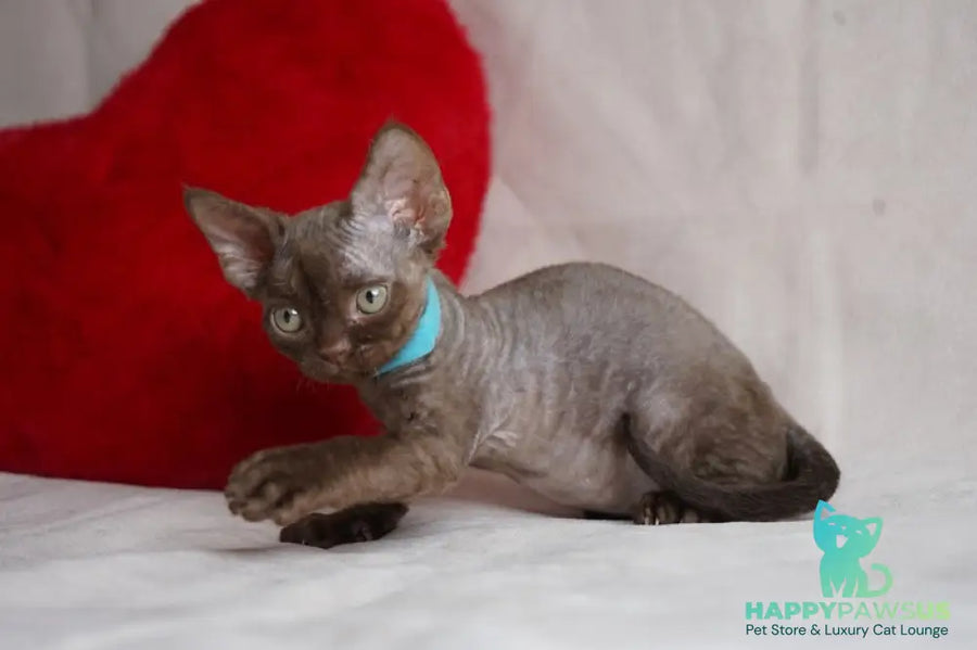 Makar Devon Rex male chocolate - live animals