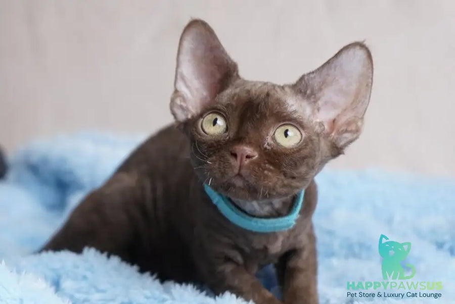 Makar Devon Rex male chocolate - live animals