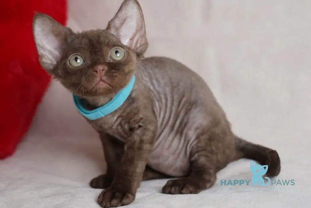 Makar Devon Rex male chocolate - live animals