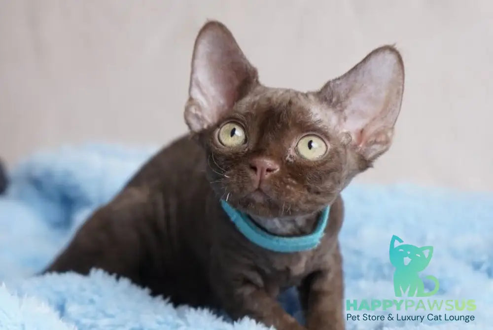 Makar Devon Rex male chocolate - live animals