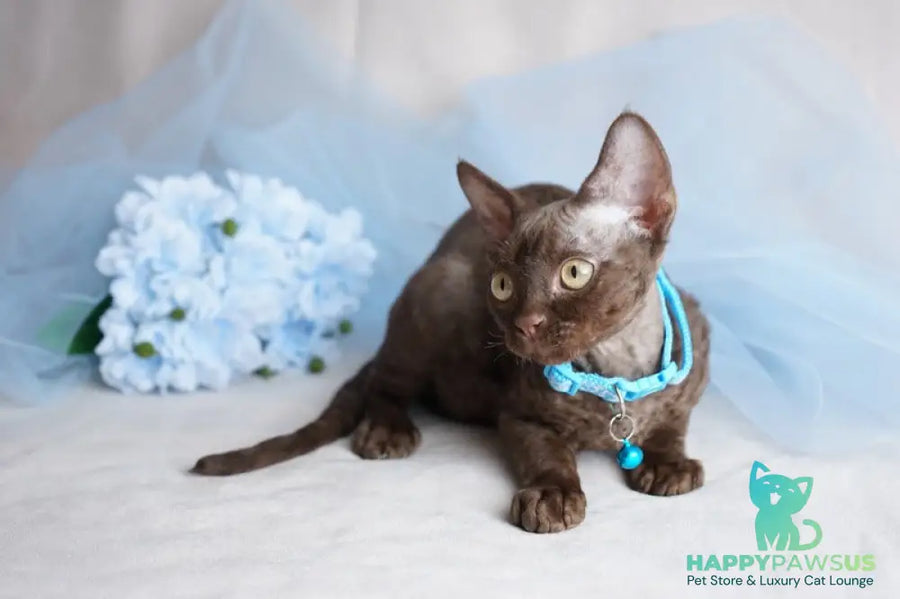 Makar Devon Rex male chocolate - live animals