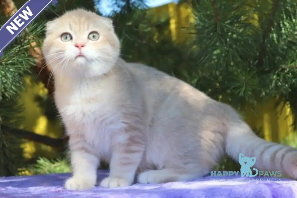Makar Scottish Fold male lilac golden shaded live animals