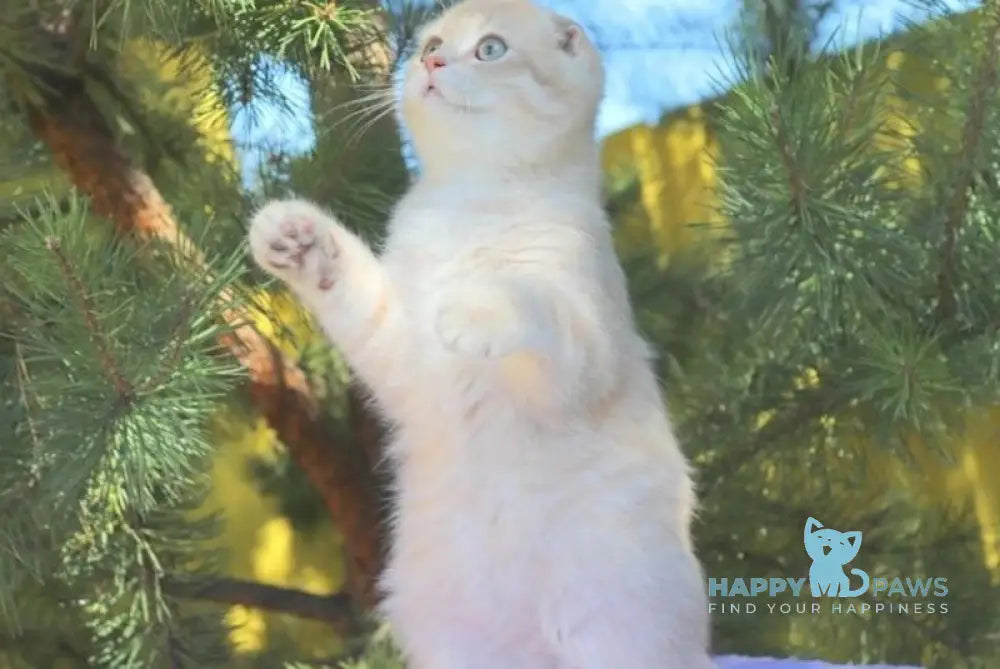 Makar Scottish Fold male lilac golden shaded live animals