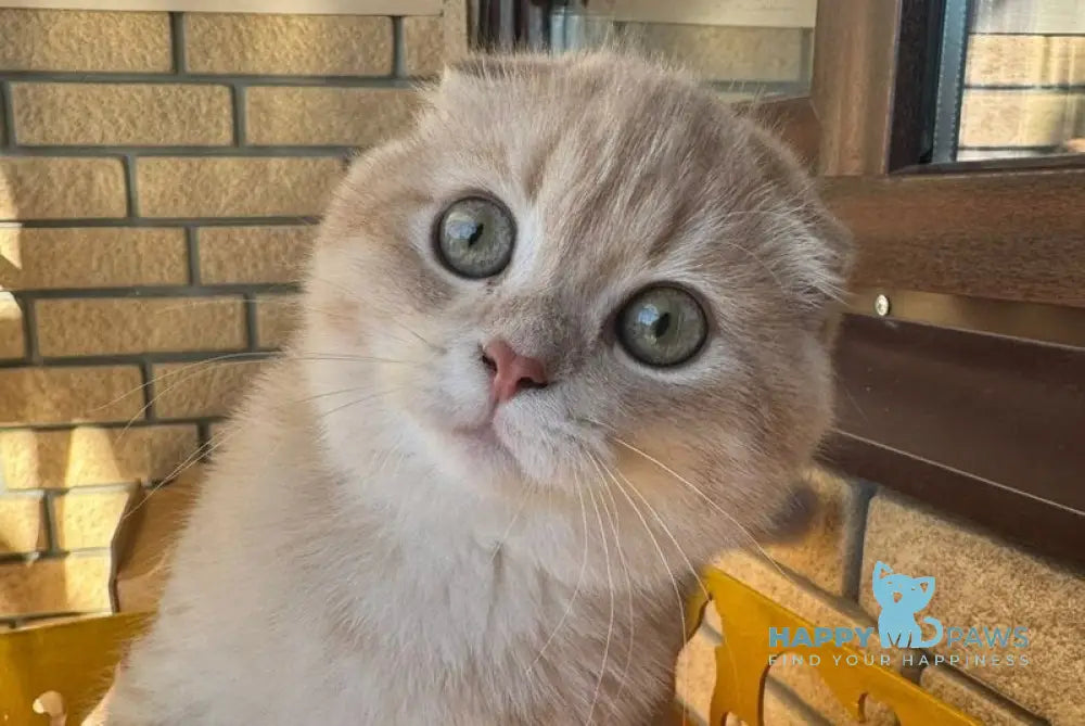 Makar Scottish Fold male lilac golden shaded live animals