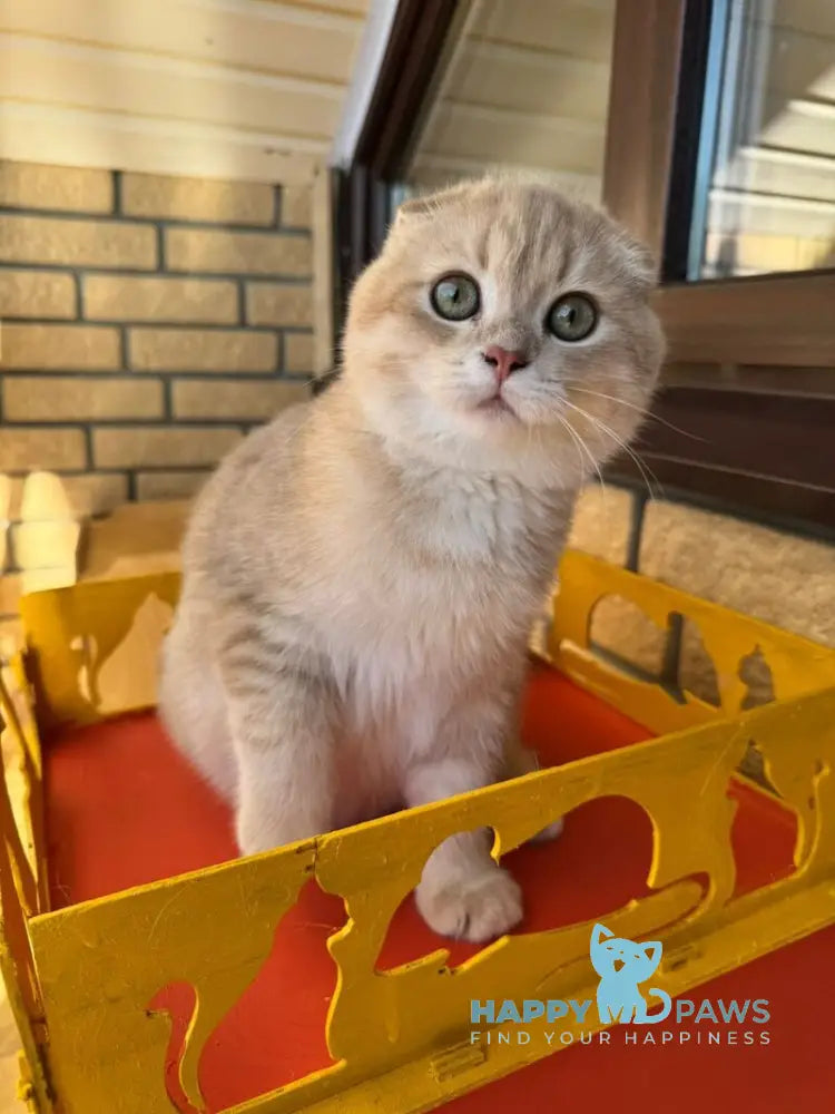 Makar Scottish Fold male lilac golden shaded live animals