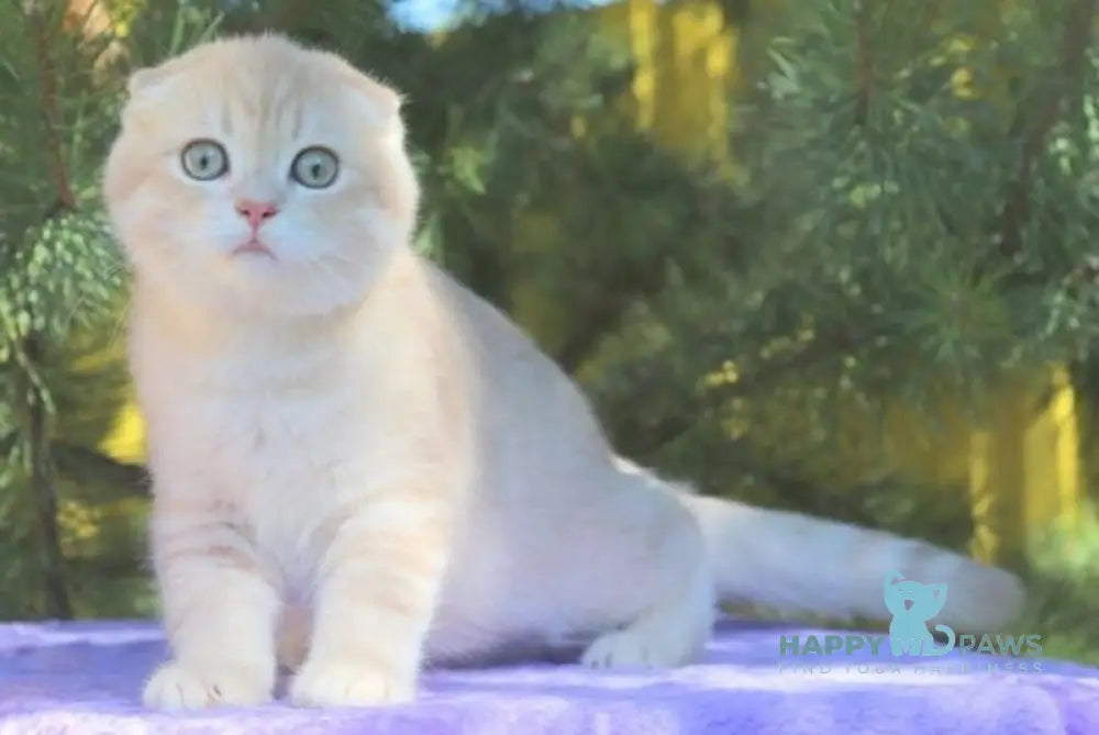 Makar Scottish Fold male lilac golden shaded live animals