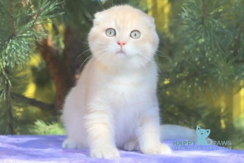 Makar Scottish Fold male lilac golden shaded live animals