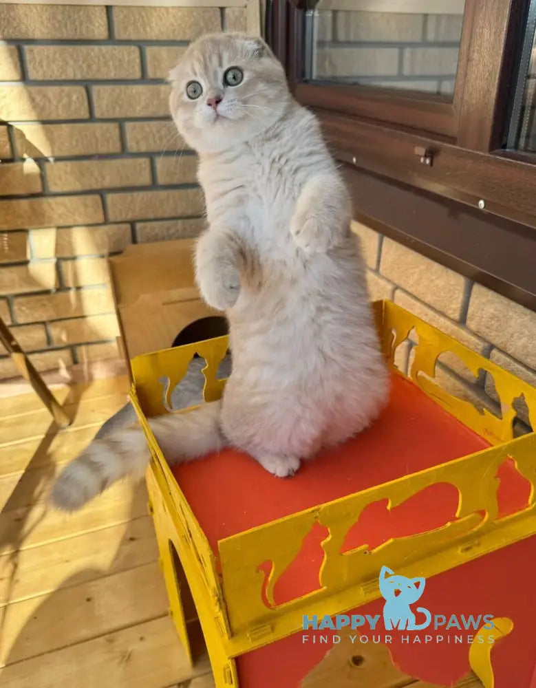 Makar Scottish Fold male lilac golden shaded live animals