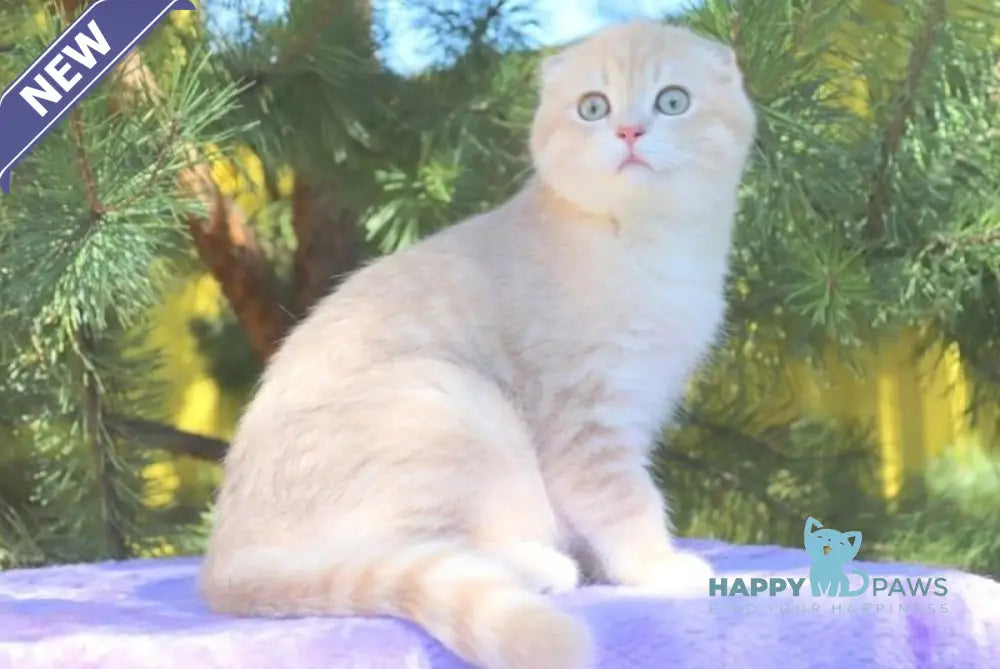 Makar Scottish Fold male lilac golden shaded live animals