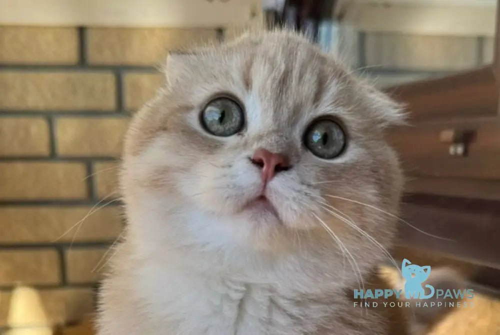 Makar Scottish Fold male lilac golden shaded live animals