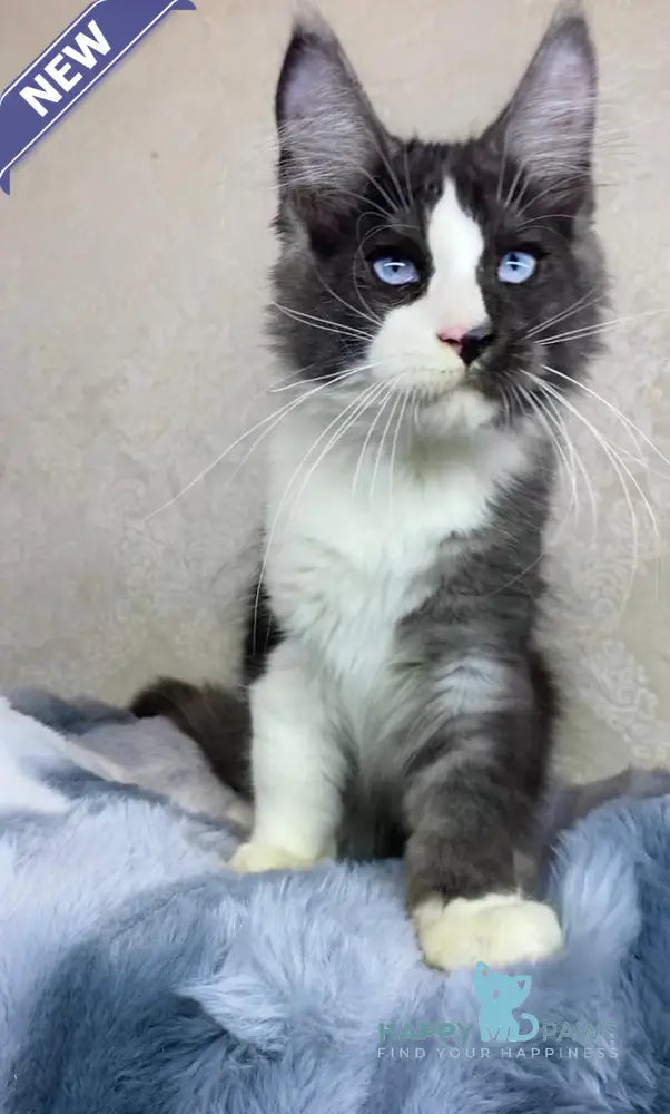 Makiaveli Maine Coon male black silver bicolour live animals
