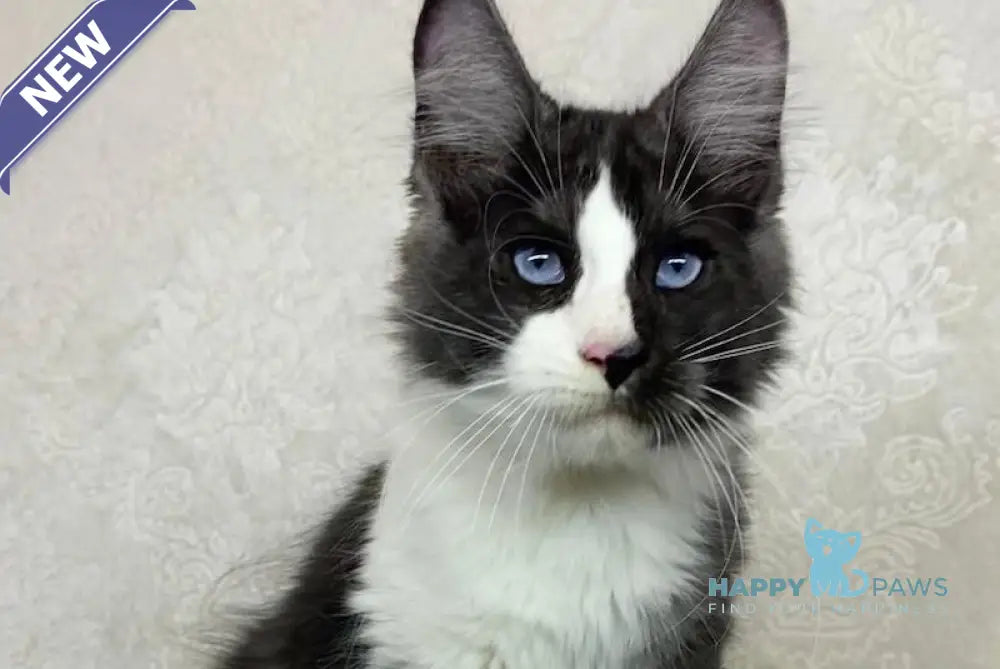 Makiaveli Maine Coon male black silver bicolour live animals