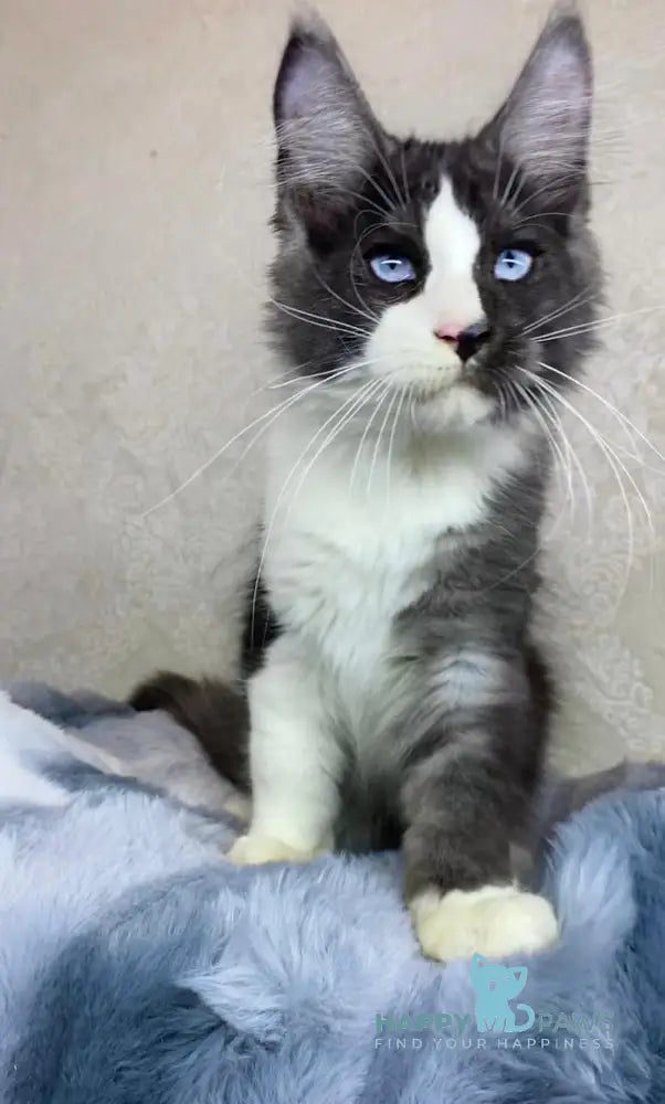 Makiaveli Maine Coon male black silver bicolour live animals