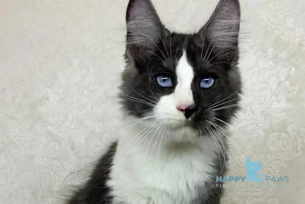 Makiaveli Maine Coon male black silver bicolour live animals