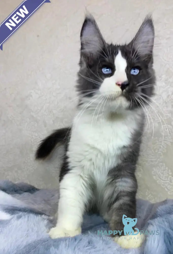 Makiaveli Maine Coon male black silver bicolour live animals