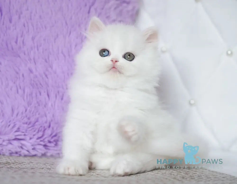 Makima Scottish Straight female white live animals