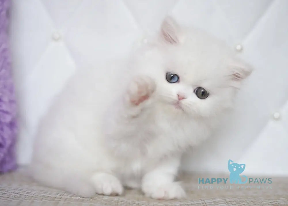 Makima Scottish Straight female white live animals