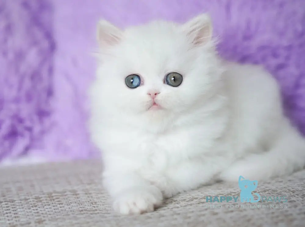 Makima Scottish Straight female white live animals