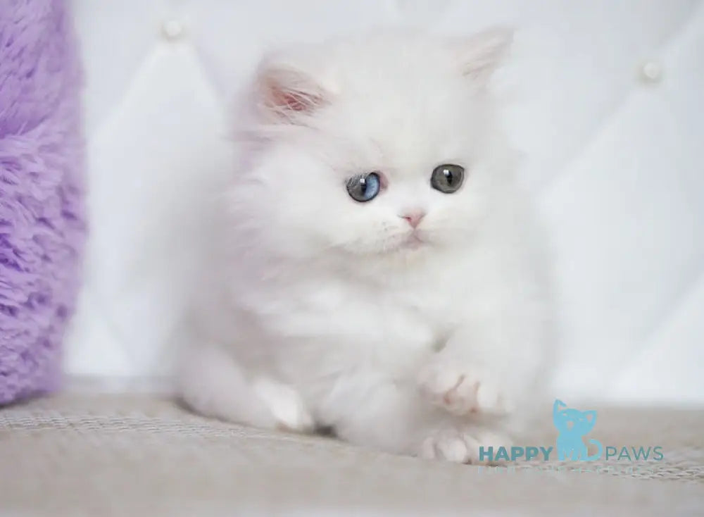 Makima Scottish Straight female white live animals