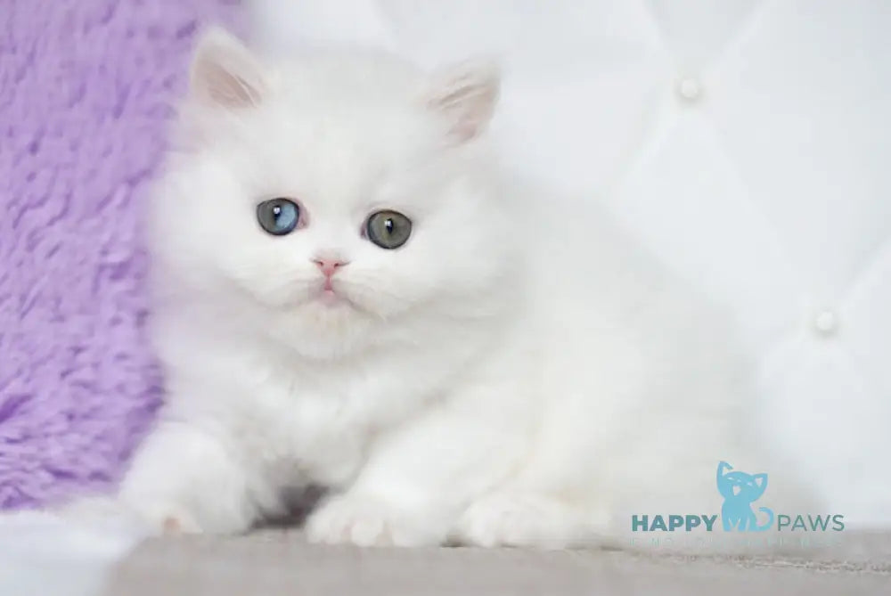 Makima Scottish Straight female white live animals