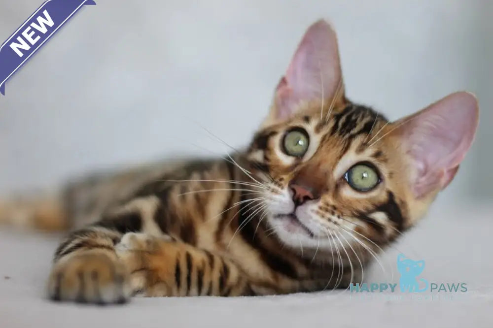 Maks Bengal male black spotted tabby live animals