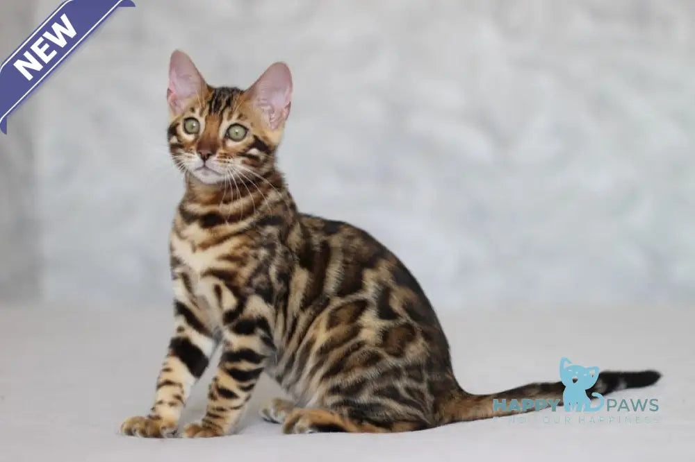 Maks Bengal male black spotted tabby live animals