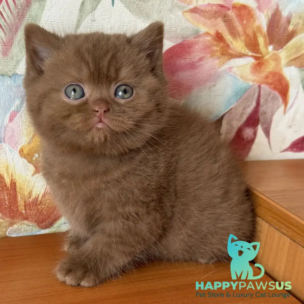 Maks British Shorthair male cinnamon - live animals