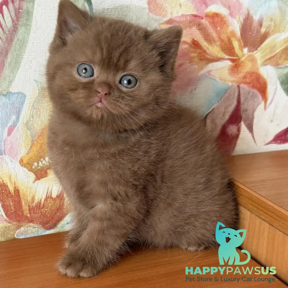 Maks British Shorthair male cinnamon - live animals
