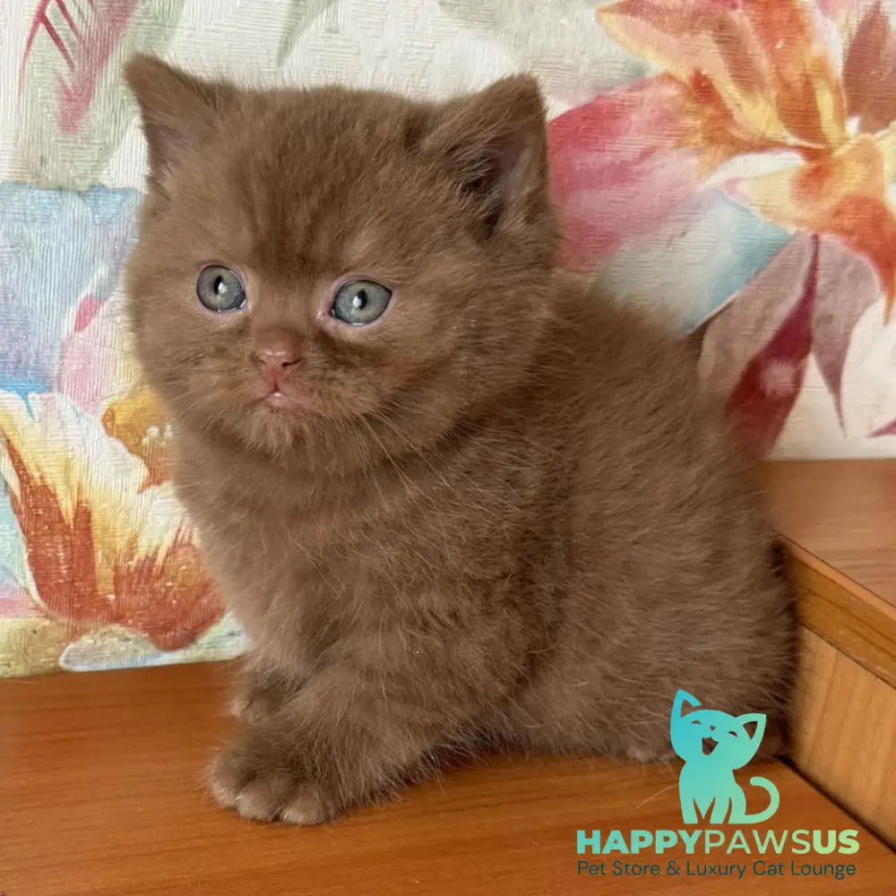 Maks British Shorthair male cinnamon - live animals