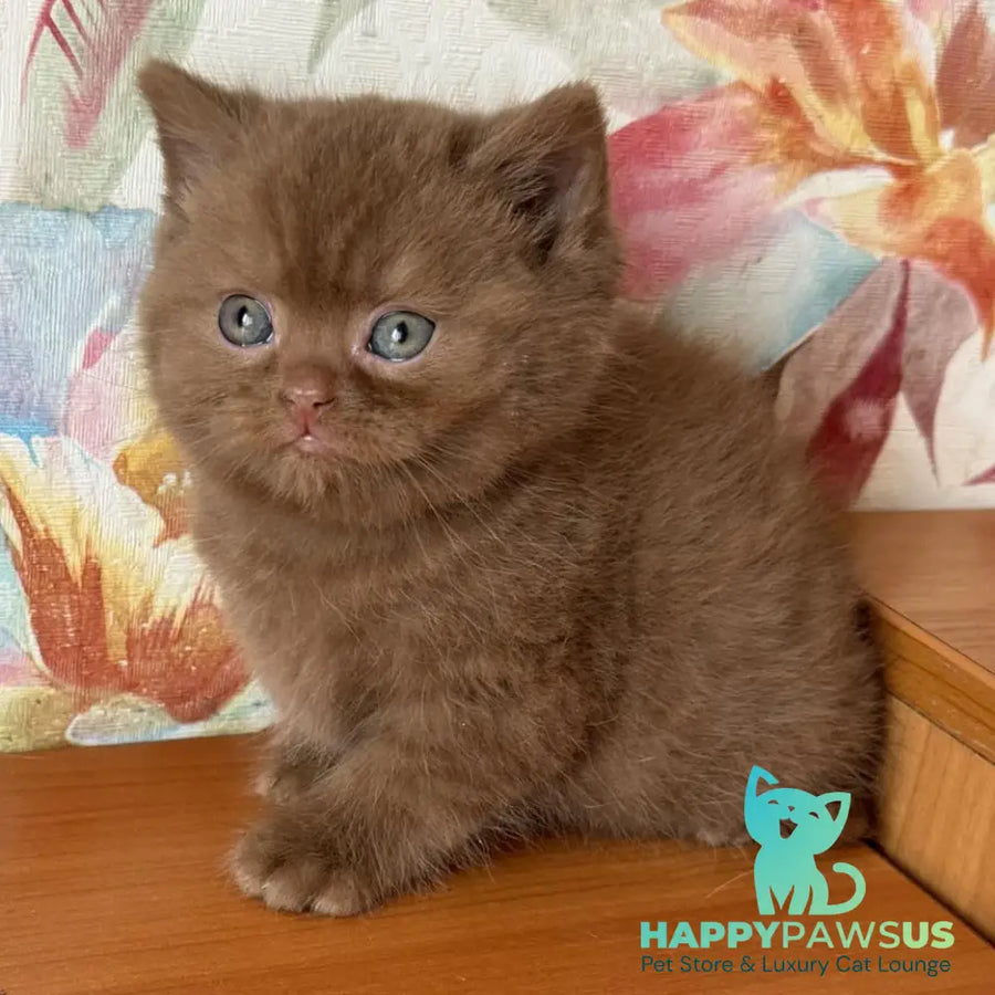 Maks British Shorthair male cinnamon - live animals
