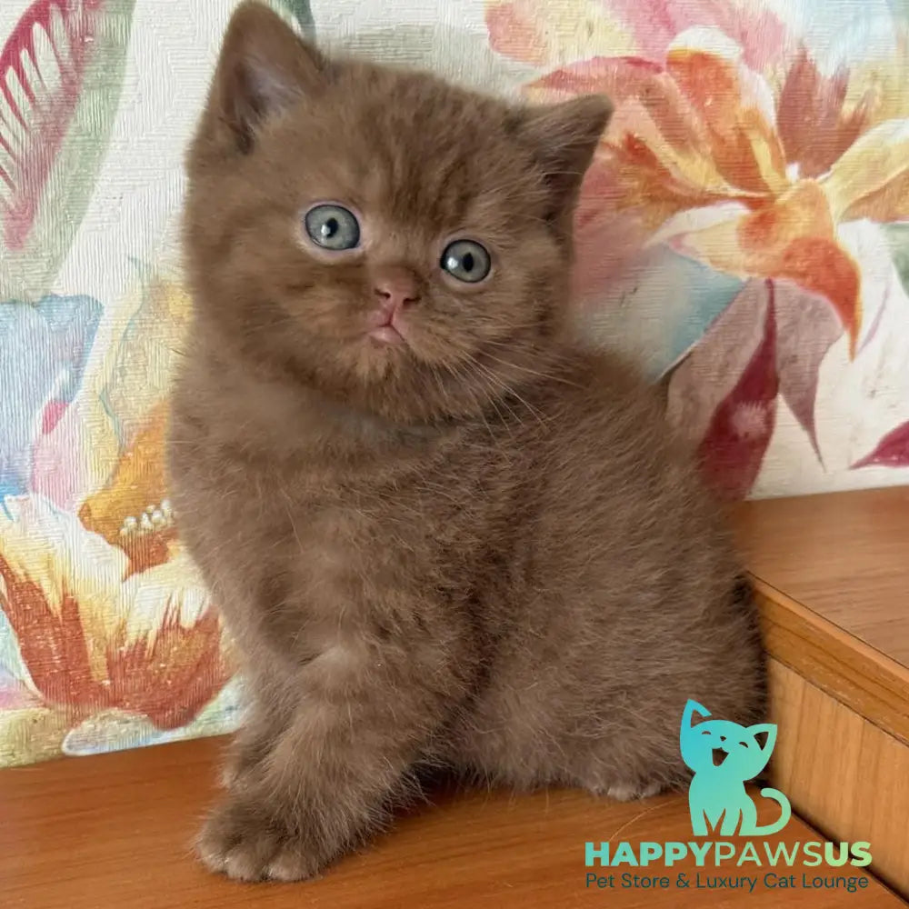 Maks British Shorthair male cinnamon - live animals