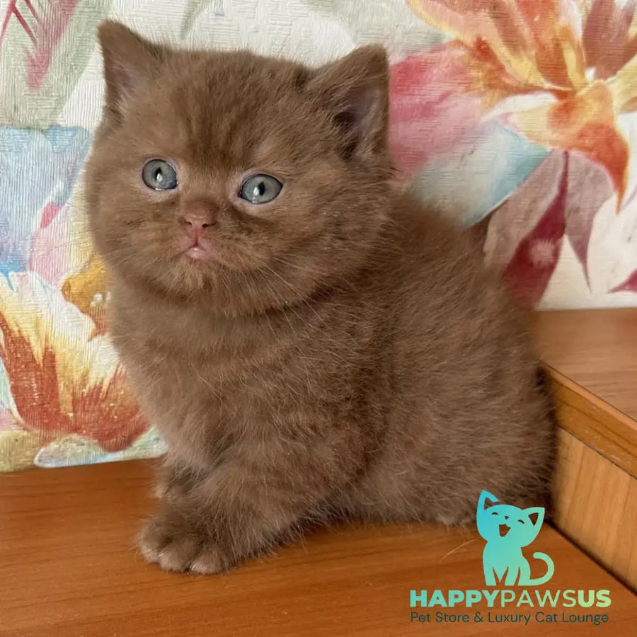 Maks British Shorthair male cinnamon - live animals