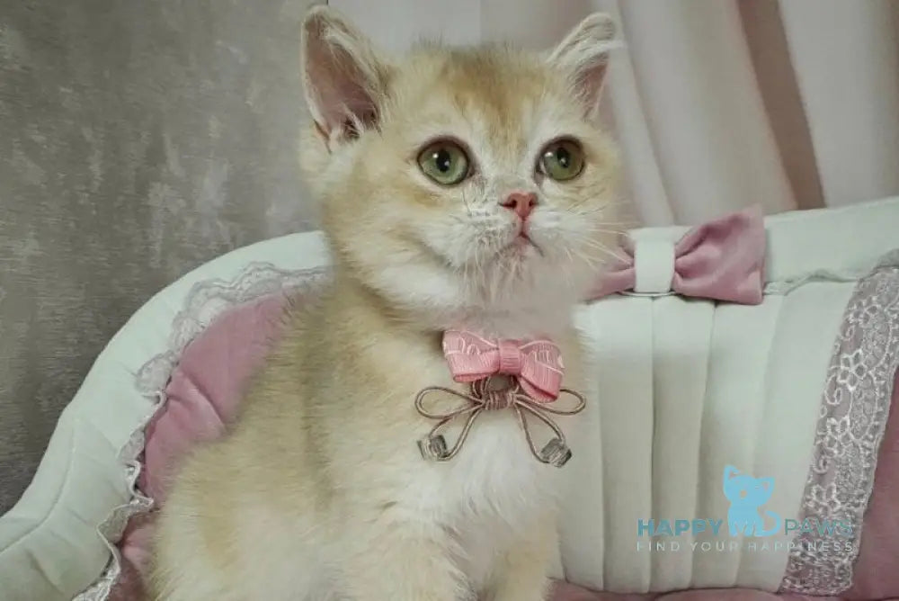 Maks British Shorthair male lilac golden chinchilla live animals
