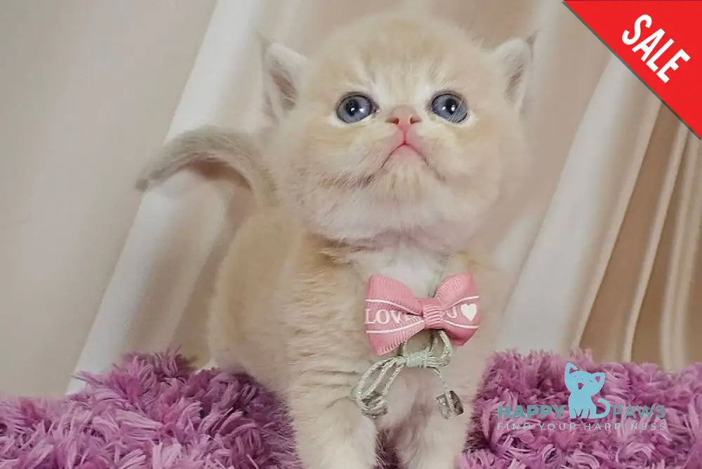 Maks British Shorthair male lilac golden chinchilla live animals