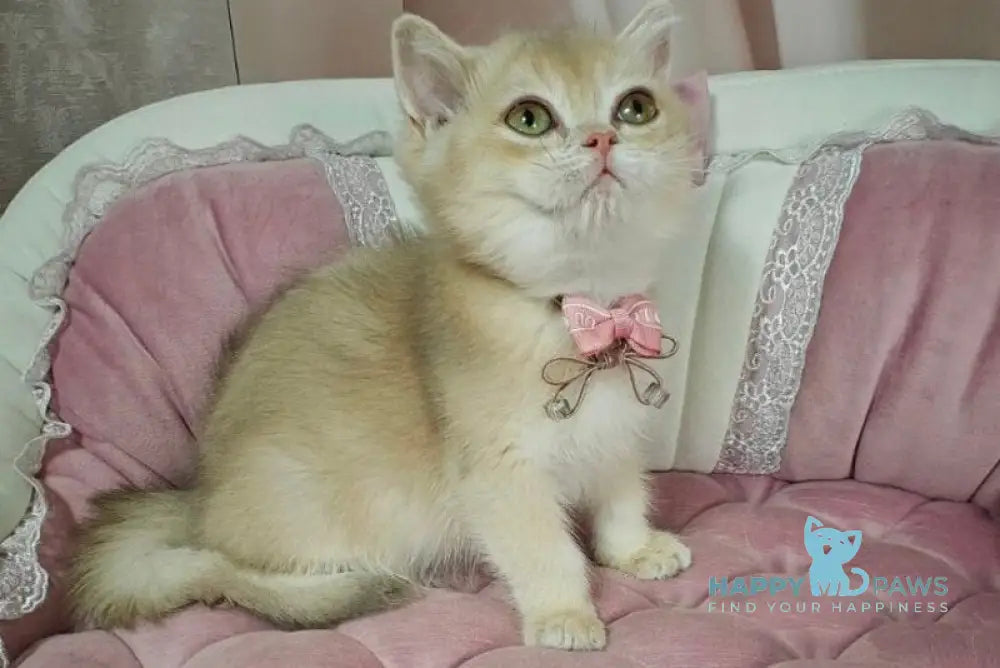 Maks British Shorthair male lilac golden chinchilla live animals
