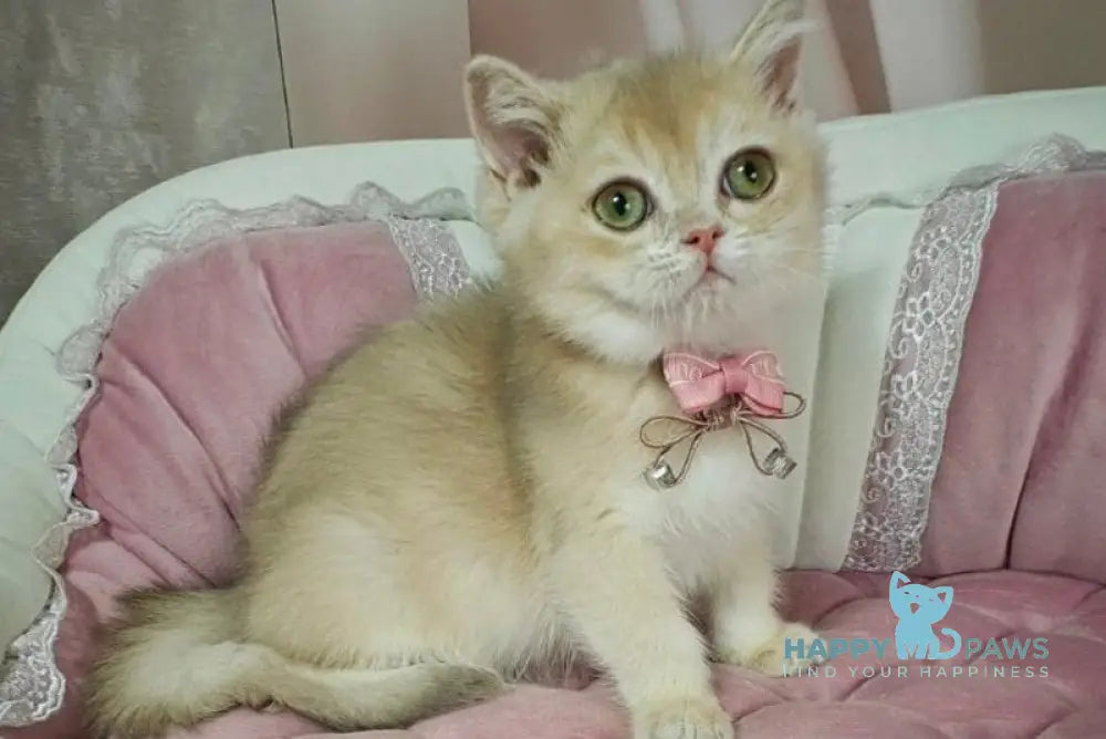 Maks British Shorthair male lilac golden chinchilla live animals