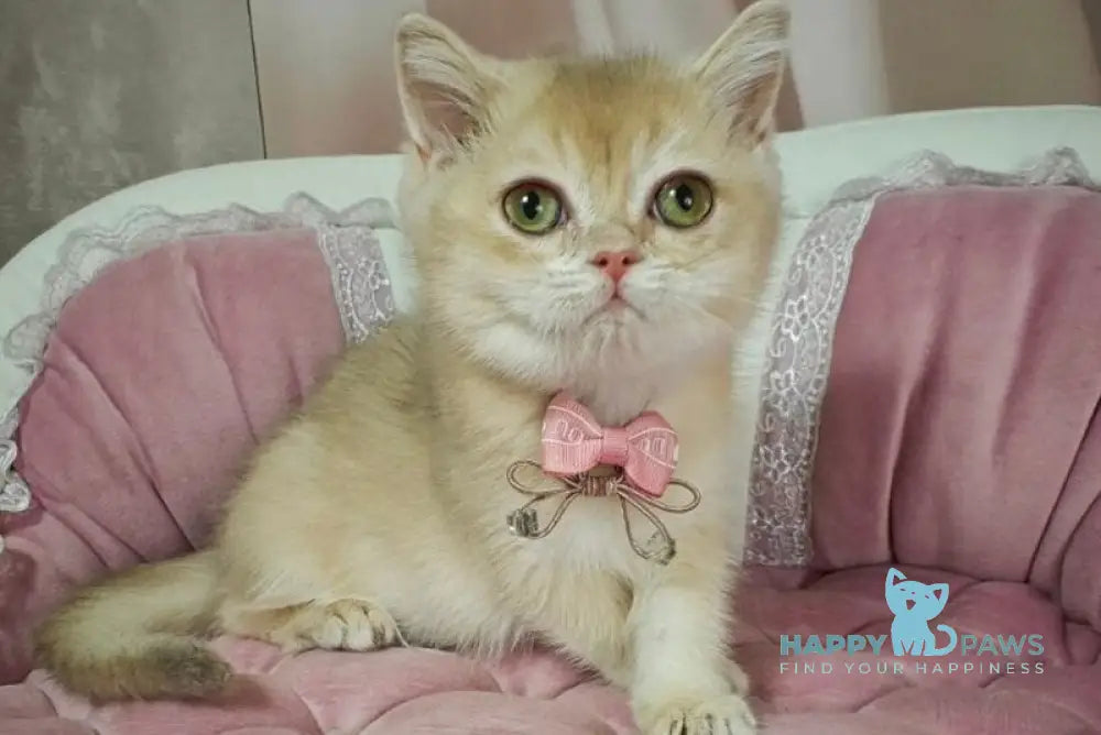 Maks British Shorthair male lilac golden chinchilla live animals