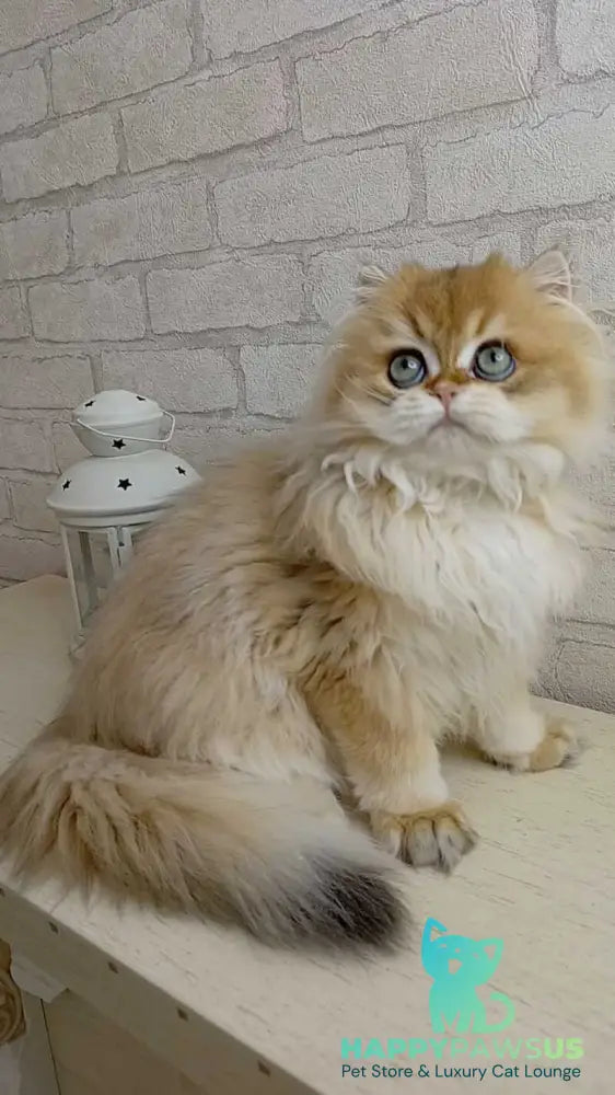 Maksik British Longhair male black golden chinchilla - live animals