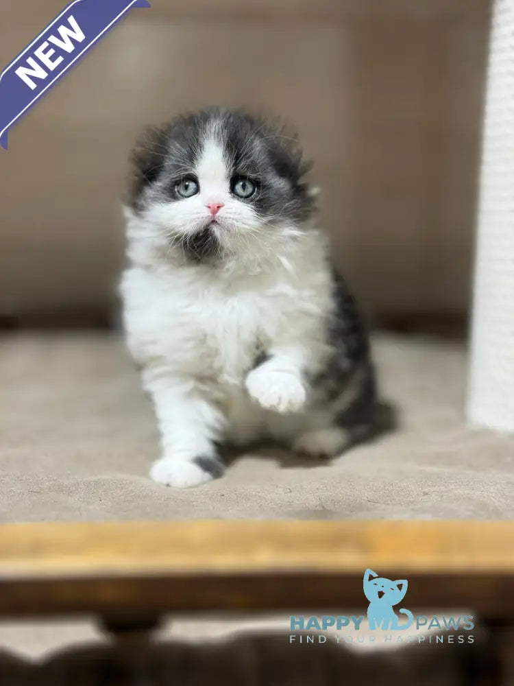 Maleficenta Scottish Fold female black bicolour live animals