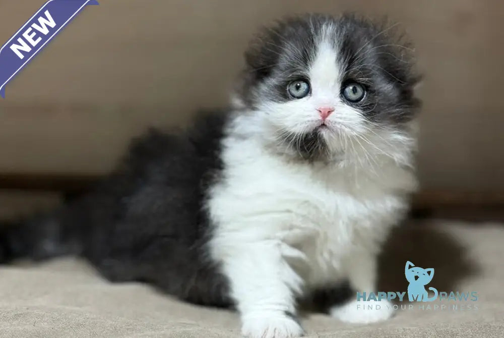 Maleficenta Scottish Fold female black bicolour live animals