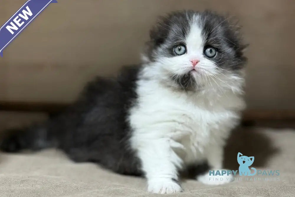 Maleficenta Scottish Fold female black bicolour live animals