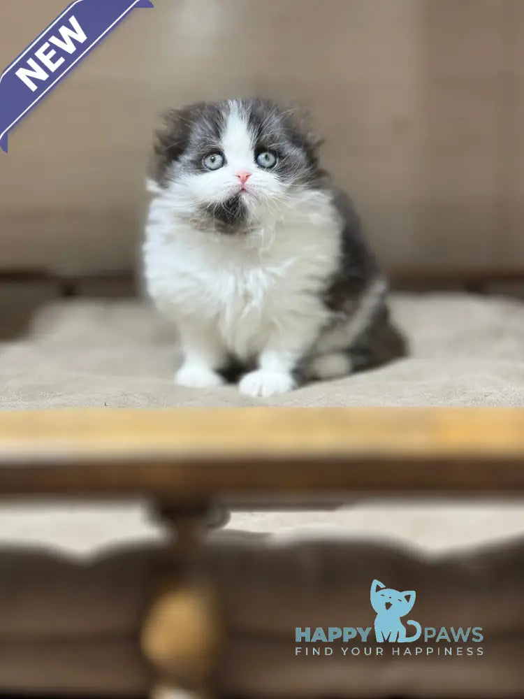 Maleficenta Scottish Fold female black bicolour live animals